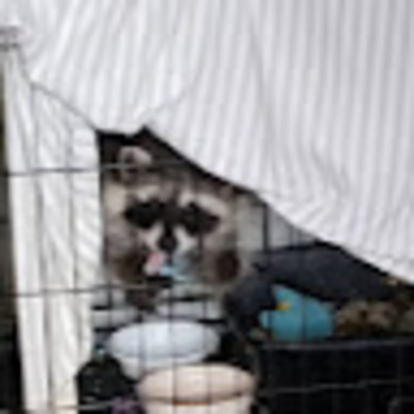 Meet your Posher, Afton - Picture 1 of 1